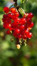 Red currant after rain