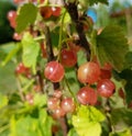 Red currant, Ribes rubrum, closeup view. A branch with a lot of redcurrant. Royalty Free Stock Photo