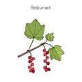 Red currant Ribes rubrum