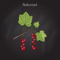 Red currant Ribes rubrum