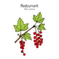 Red currant Ribes rubrum . Hand drawn botanical vector illustration