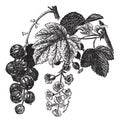 Red currant Ribes rubrum vintage engraving