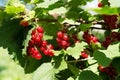 Red currant - red ripe berries in the garden on the bush with green leaves. Royalty Free Stock Photo