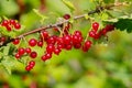 Red currant. A ripe branch of red currant in the garden.