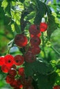 Red currant. Ripe and Fresh Organic Redcurrant Berries Royalty Free Stock Photo