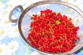 Red currant in a sieve Royalty Free Stock Photo