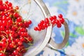 Red currant in a sieve Royalty Free Stock Photo