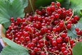 Red currant on the table Royalty Free Stock Photo