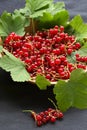 Red currant on the table Royalty Free Stock Photo