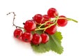 Red currant on the table Royalty Free Stock Photo