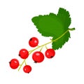 Red Currant Twig with Green Leaves Isolated on White Background Vector Illustration. vitamin c