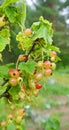 Red currant unripe Royalty Free Stock Photo