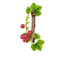 Red currant