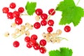 Red currant and white currant isolated on white background top view