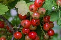 Red currantRed currant grown in its own garden Royalty Free Stock Photo