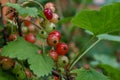 Red currantRed currant grown in its own garden Royalty Free Stock Photo