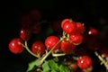 Red currantRed currant grown in its own garden Royalty Free Stock Photo