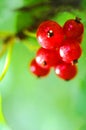 Red currants Royalty Free Stock Photo