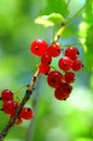 Red currants