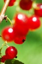 Red currants