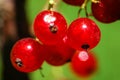 Red currants