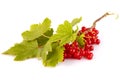 Red currants