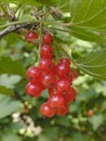 Red Currants Royalty Free Stock Photo