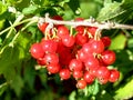 Red currants Royalty Free Stock Photo