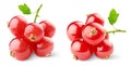 Red currants Royalty Free Stock Photo