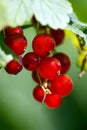 Red currants