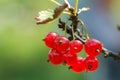 Red currants Royalty Free Stock Photo