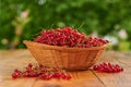 Red currants in a basket, freshly picked berries