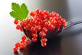 Red currants berries Royalty Free Stock Photo