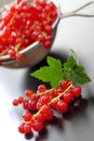 Red currants berries Royalty Free Stock Photo