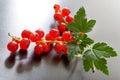 Red currants berries Royalty Free Stock Photo