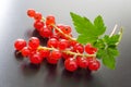 Red currants berries Royalty Free Stock Photo