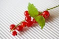 Red currants berries Royalty Free Stock Photo