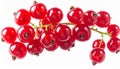 Red Currants Branch Closeup Royalty Free Stock Photo