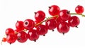 Red Currants Branch Closeup Studio Shot Royalty Free Stock Photo
