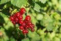 Red currants on a branch Royalty Free Stock Photo