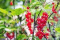 Red currants branch Royalty Free Stock Photo