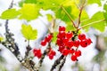 Red currants branch Royalty Free Stock Photo