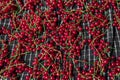 Red Currants closeup . fresh red berries on cloth