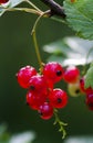 Red currants