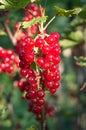 Red currants - red French grapes. Ripe red currants close-up as background