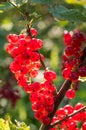 Red currants - red French grapes. Ripe red currants close-up as background