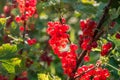 Red currants - red French grapes. Ripe red currants close-up as background