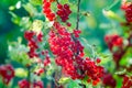 Red currants - red French grapes. Ripe red currants close-up as background