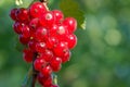 Red currants - red French grapes. Ripe red currants close-up as background