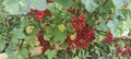 Red currants in the garden Royalty Free Stock Photo